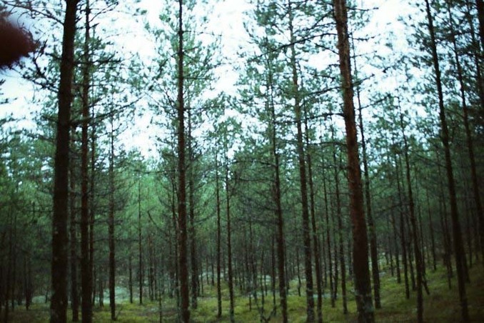 Pine-tree forest at the CP