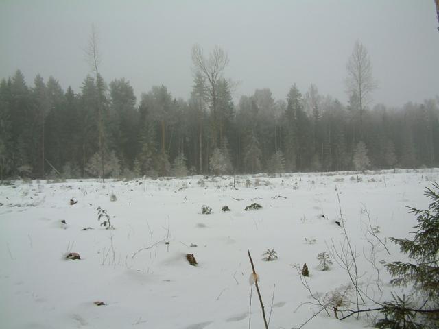 In the middle of forest someone cut trees around confluence point…