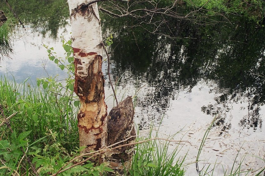 traces of the local beavers