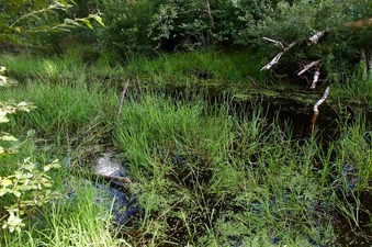 #1: This creek - 120m from the point - blocked me from getting closer