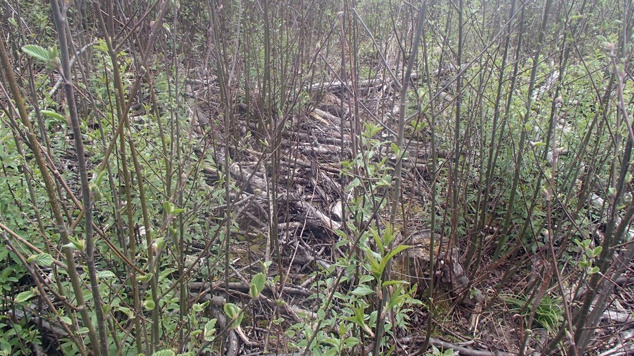 The firewood under the feet / Под ногами валежник