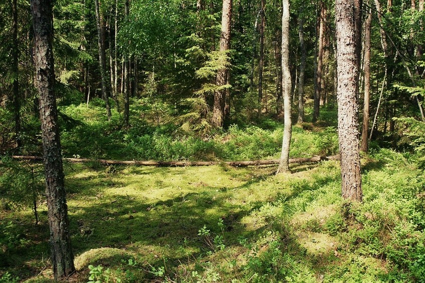 the confluence area, 100 m south-east of the CP