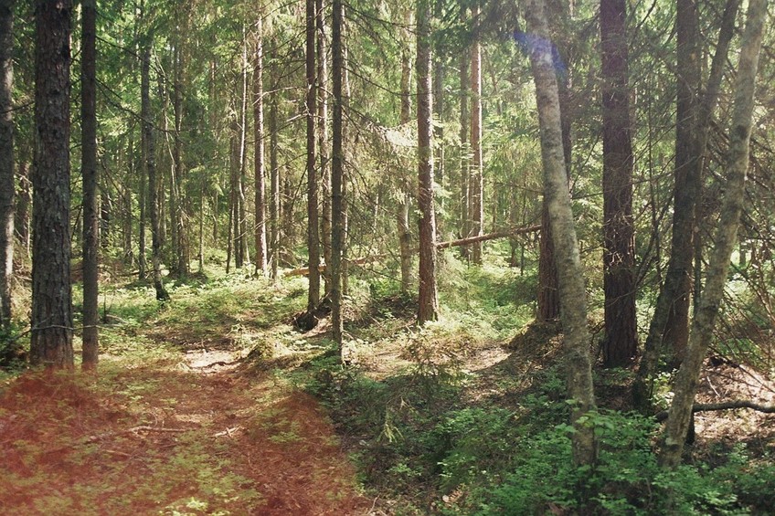 the forest around the CP, looking south-east from the spot