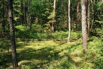 #1: the confluence area, 100 m south-east of the CP