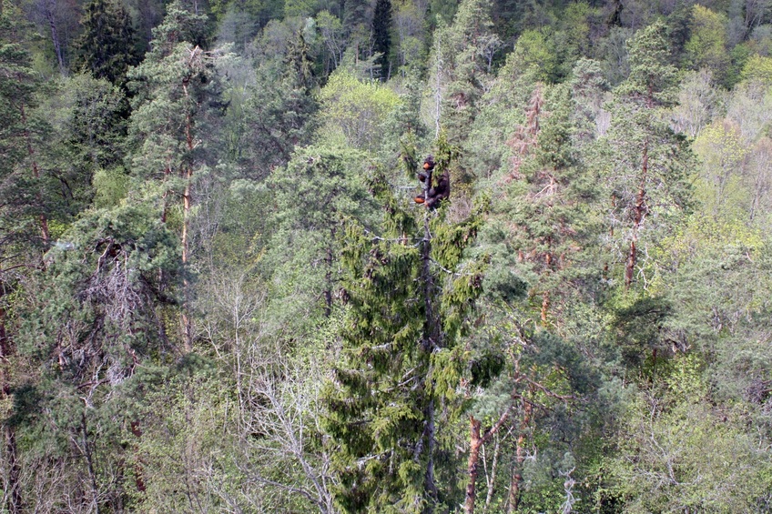 Some joker placed a Teddy bear on the spruce top / Какой-то шутник посадил плюшевого медвежонка на верхушку ели