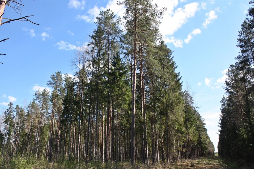 General view / Общий вид