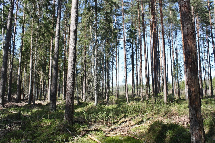 View to the north / Вид на север