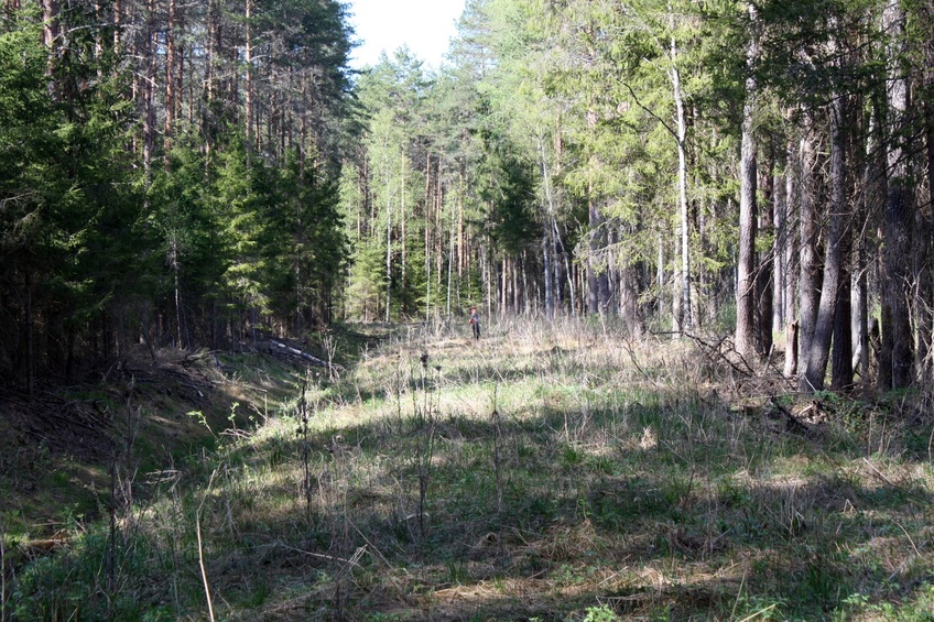 This cut leads to the confluence / Эта просека ведет к пересечению