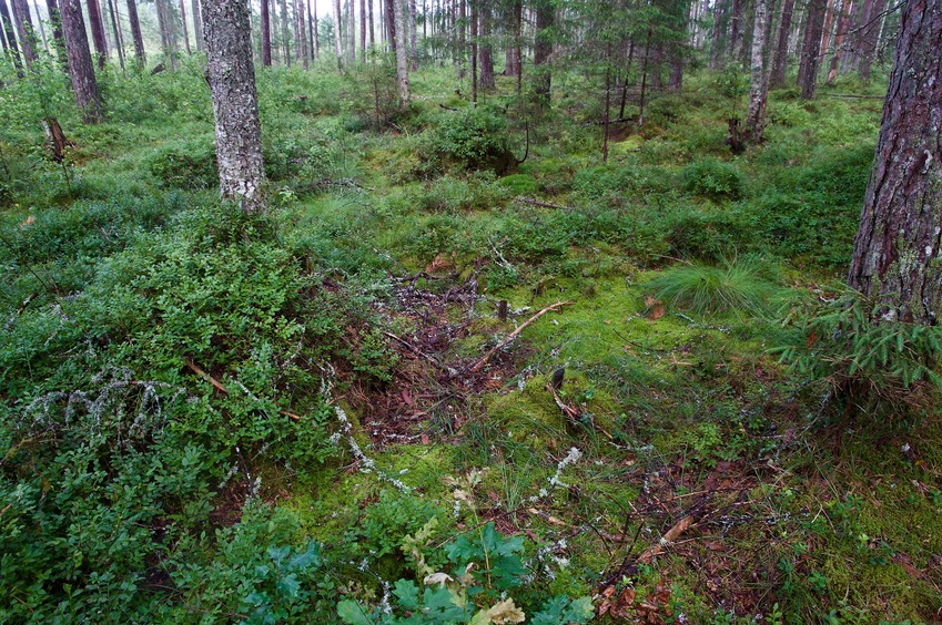 The confluence point lies in a commercial forest, next to a clearing