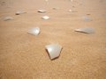 #9: Remains of an ostrich nest nearby