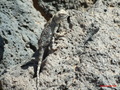 #7: Local lizard