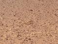 #7: The lizard