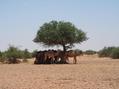 #7: Camels resting in the shade on route to 31N 13E