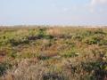 #8: Zoom view of Banġāziy from the Confluence