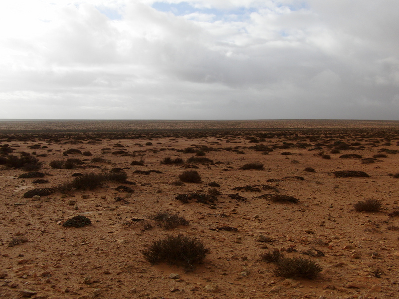 Succulents to the South