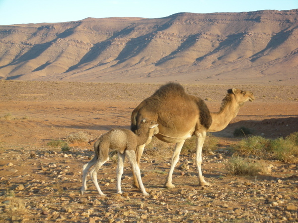 Wild camels