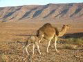 #12: Wild camels