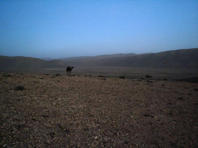 Watched by camels
