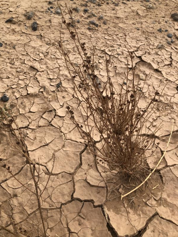 Am CP - Close-up of the CP