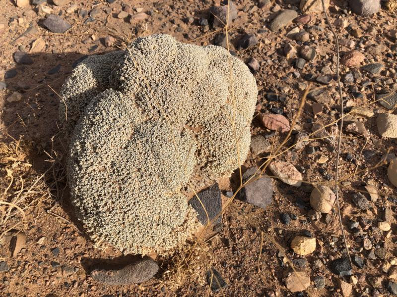 Am CP - Close-up of the CP