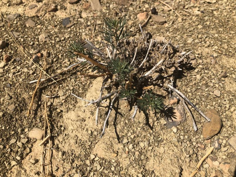 Am CP - Close-up of the CP