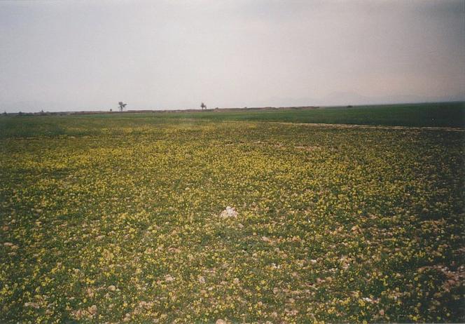 The Confluence 32°N 8°W seen from NE (Confluence marked by heap of stones)