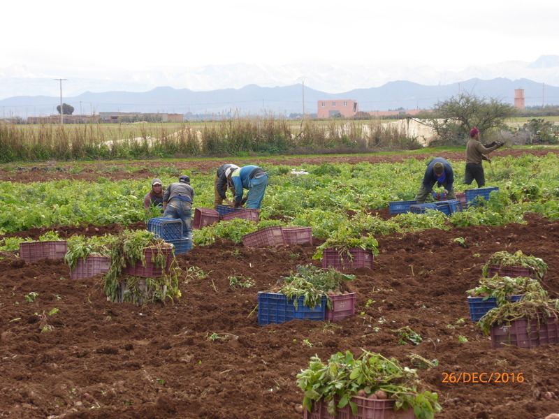 Harvesting potatoes