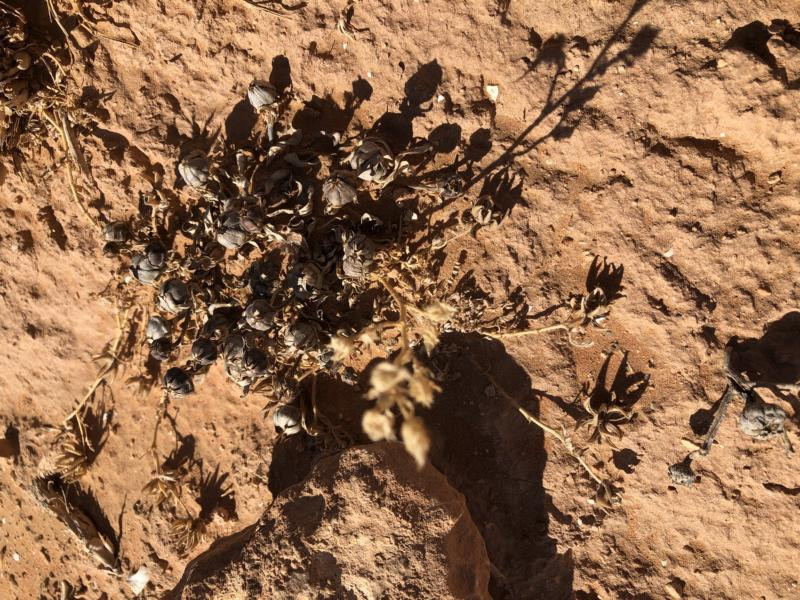 Am CP - Close-up of the CP