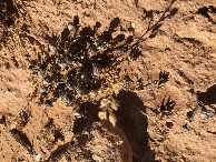 #6: Am CP - Close-up of the CP