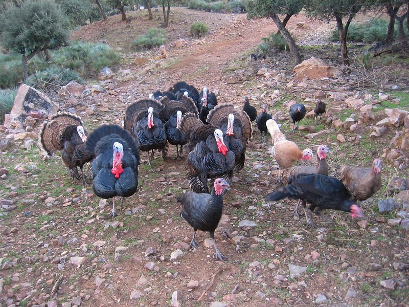 Turkeys running after me
