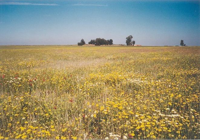 The Confluence 33°N 7°W in a barley field full of flowers