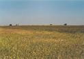 #2: View towards north from Confluence
