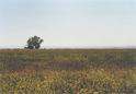 #3: View towards east from Confluence