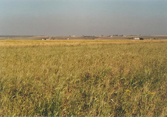 The Confluence 33°N 8°W in the barley field towards NE, marked by a heap of stones
