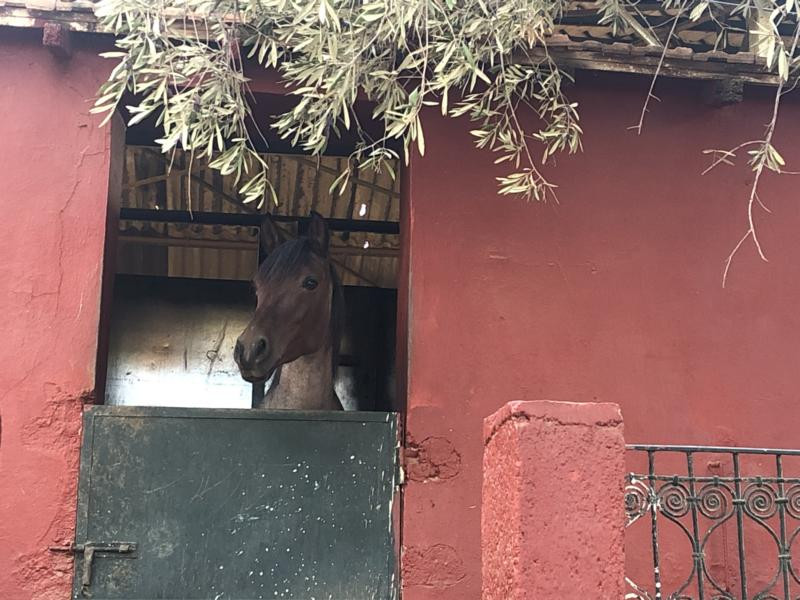 Beobachter - Observer