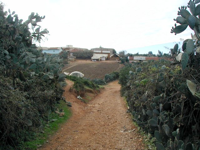 The path on the way back