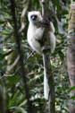 #7: Silky Sifaka