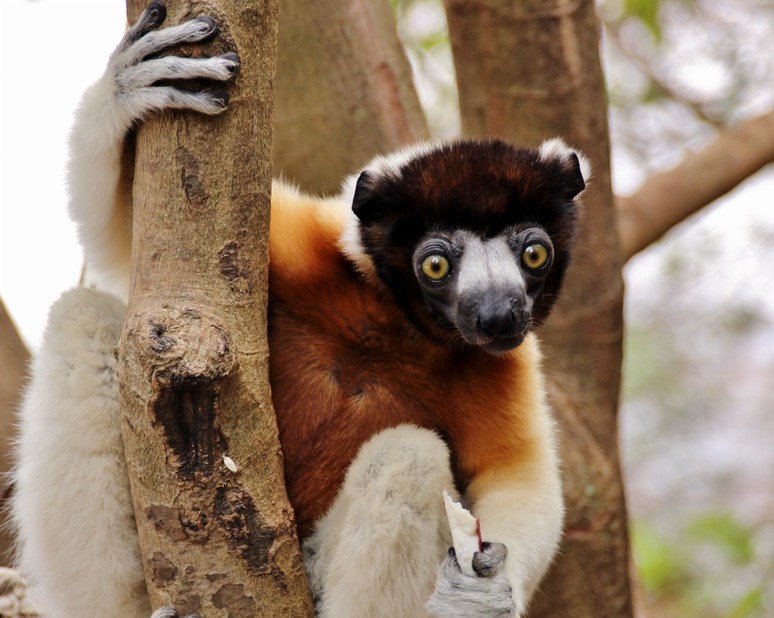 A lemur in Lemurs Park