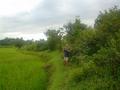 #8: Wendy overlooking a rice paddy