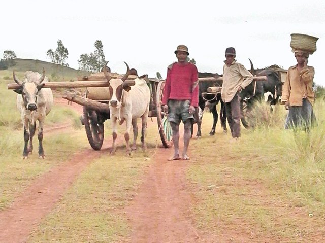 Local fellows farming in the shadow of the confluence point