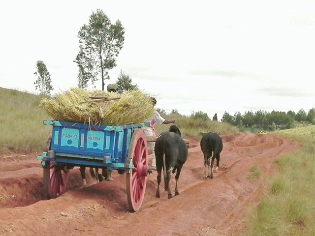 Zebu cart