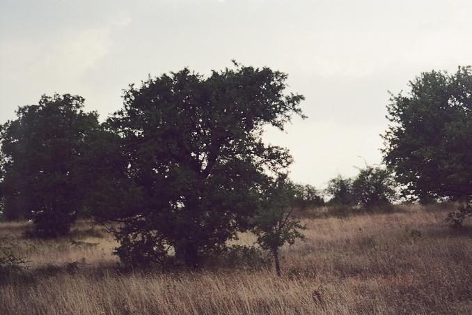 the tree marks the confluence, distance: appr. 40 meters