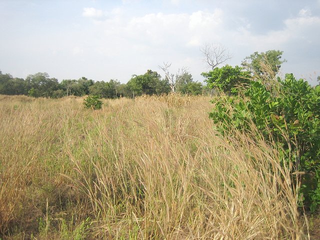 Photo at Confluence looking north
