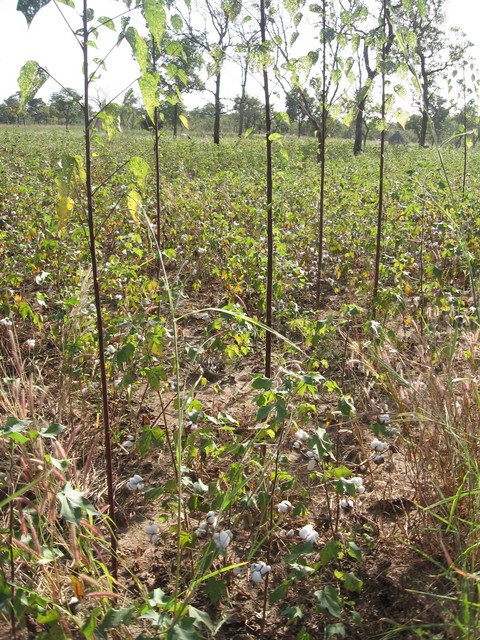 Nearby cotton field