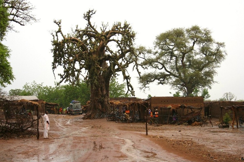 Baobab at the entrance of Sénou