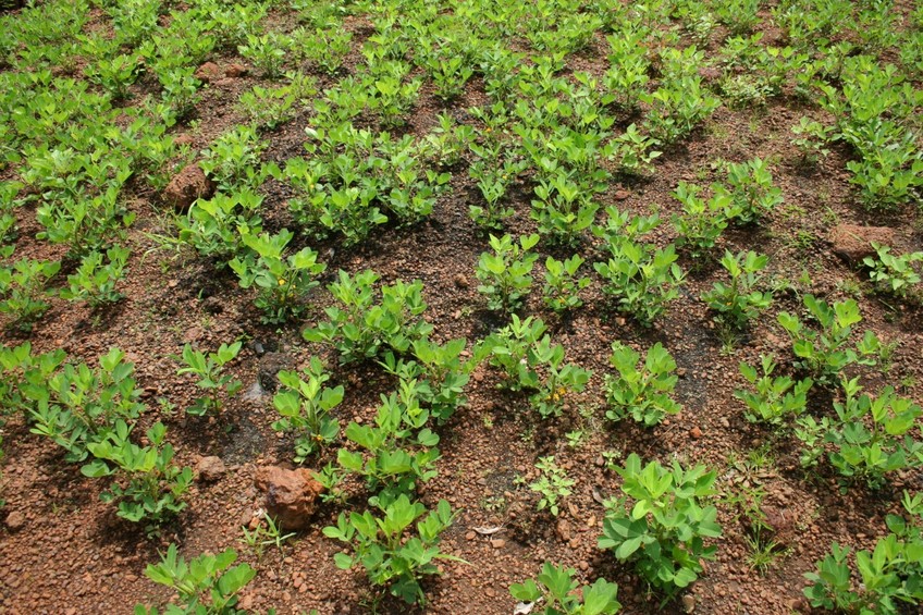 The groundnut plants