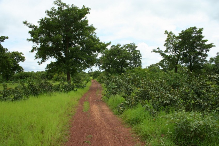 The small track between Mpiébougou and the Confluence