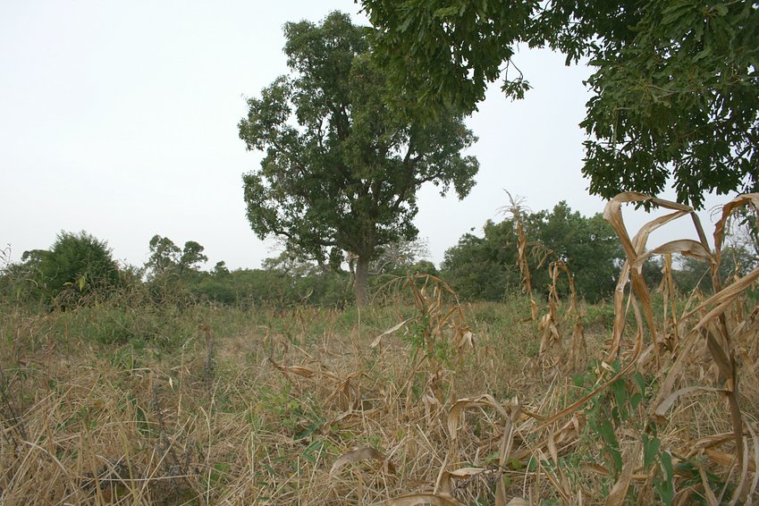 Millet field northwards