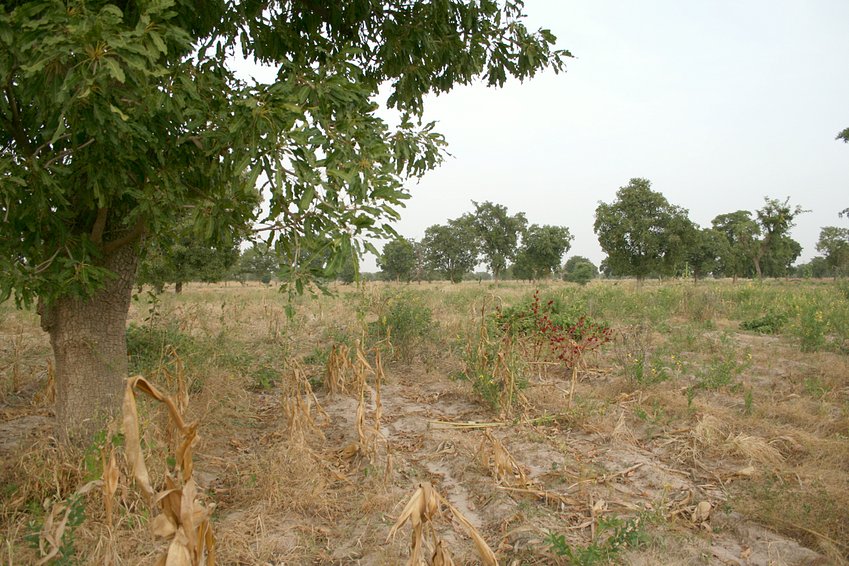 Millet field eastwards