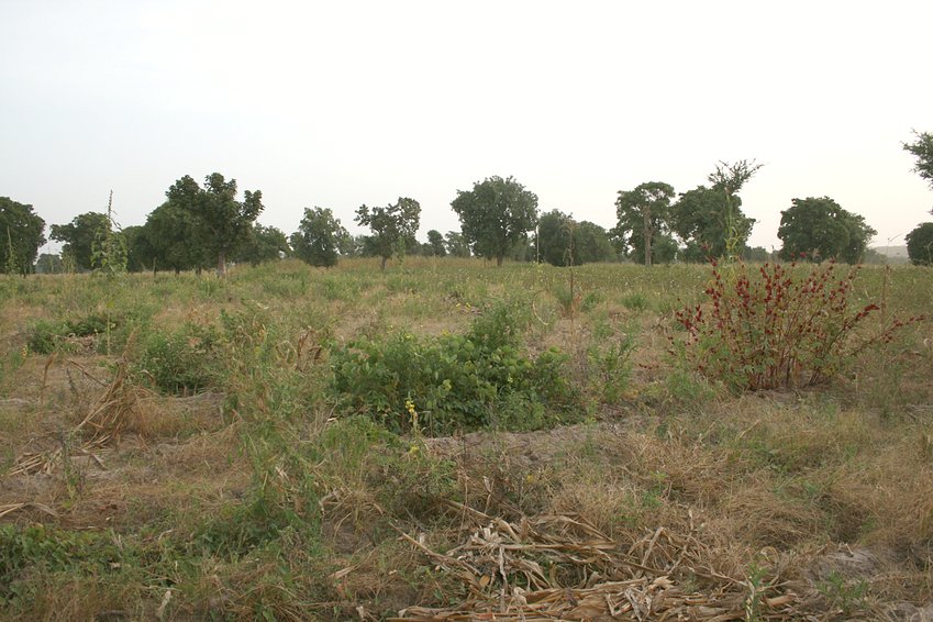 Millet field southwards